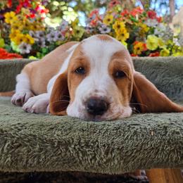 Pink Girl Hazel - Lemon and white female Basset Hound puppy in Foley, Alabama from Jubilee Basset Hounds