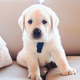 MR. ROYAL BonBon-Blue TBD - Yellow male Labrador Retriever puppy in Pasco, Washington from ROCK CREEK LABRADORS