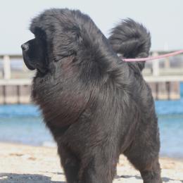 George - Newfoundland
