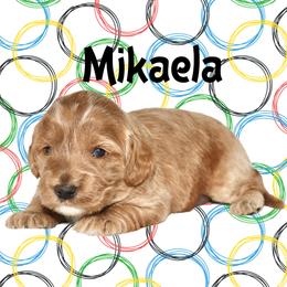 MIKAELA - Caramel cream female Australian Labradoodle puppy in Austin, Texas from AussieTex Labradoodles