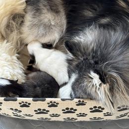 Pomsky Puppies from Bluepomski Puppies & Stud Services Of South West Florida