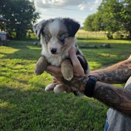 Stella - Blue merle female Miniature Australian Shepherd puppy in Copperas Cove, Texas from Hidden Leaf Aussies