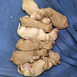Goldendoodle puppies from Daisy’s  Doodles11