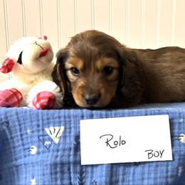 Rolo - Chocolate and tan male Dachshund puppy in Crawford, Colorado from Spotted Doxie Ranch
