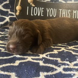 Tucker - Chocolate male Dachshund puppy in Sharon Springs, New York from Show Us The Way Homestead