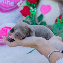 Bruno - Fawn (isabella) and tan male Dachshund puppy in Fort Myers, Florida from Blossom Paws