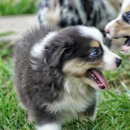 Australian Shepherd Puppies from Miracle Meadows Aussies