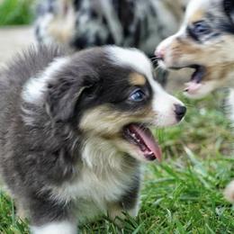 Australian Shepherd Puppies from Miracle Meadows Aussies