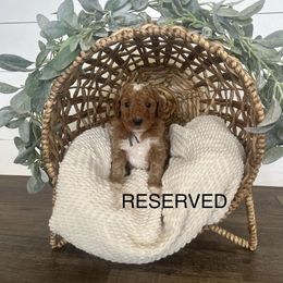 Goldendoodle Puppies from Life_on. Paws