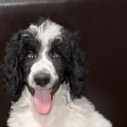 Marshmallow (Grey Collar) - Parti male Poodle puppy in League City, Texas from Chauffeured Poodles