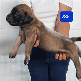 AKC PUP 785 - Fawn male Mastiff puppy in Ava, Missouri from Ozark Mountain Mastiffs