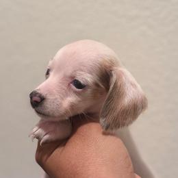 Sandy - Piebald female Dachshund puppy in Moreno Valley, California from Purpleheart_doxiess