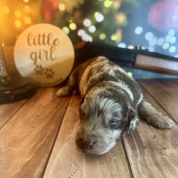 Chocolate Merle female - Merle female Labradoodle puppy in Kingston, Georgia from CC Familydoodles