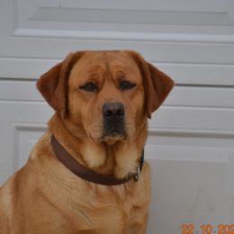 Rhea - Labrador Retriever