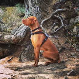 Vizslas from Blacktail Trail Vizslas