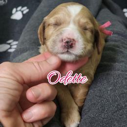 Odette - Apricot female Goldendoodle puppy in Humboldt, Minnesota from Sister Doodles