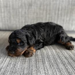 Girl 5 - Tri-color female Bernedoodle puppy in Spring Hill, Florida from Ohana Doodles