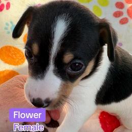 Flower - White black and tan female Rat Terrier puppy in Redlands, California from Pets Are Priceless Ratties