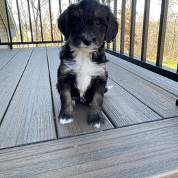 Luna - Tri-color female Bernedoodle puppy in Holtwood, Pennsylvania from Country Ridge Puppies