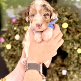 Boy 5 - Chocolate merle male Bernedoodle puppy in Salt Lake County, Utah from Coco Avenue Pups