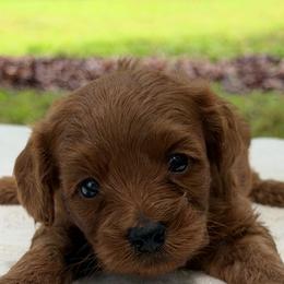 Boy 1 - Red male Cavapoo puppy in Haleyville, Alabama from Susan’s Prefurred Doodles