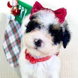CINNAMON - Tri-color female Bernedoodle puppy in Houston, Texas from Pia’s Doodle Poodle Wag