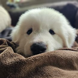 Akita, American Corgi, Cardigan Welsh Corgi, and Great Pyrenees Puppies from WeVolution Off-Grid