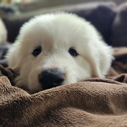 Akita, American Corgi, Cardigan Welsh Corgi, and Great Pyrenees Puppies from WeVolution Off-Grid