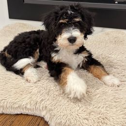 Bernedoodle, Bernese Mountain Dog, and Poodle Puppies from NJ Bernedoodles