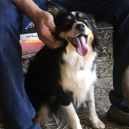 Miniature American Shepherds and Miniature Australian Shepherds from 4MLA STABLES