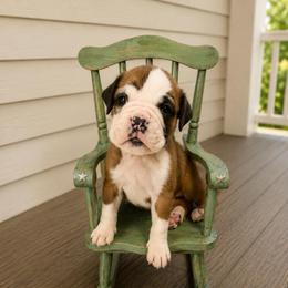 AZULA - Fawn female Boxer puppy in Abilene, Texas from L&L Euro Boxers and Small Town Shih Tzus