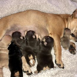 French Bulldog Puppies from Haywire Frenchie's