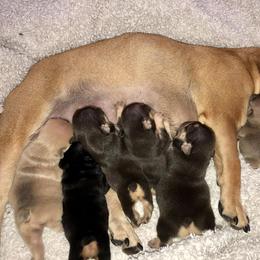 French Bulldog Puppies from Haywire Frenchie's