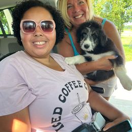 Kalea - Teal Collar - Black and white Aussiedoodle puppy in Buffalo, Illinois from Pear Tree Poodles & Doodles