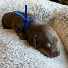 Rio - Chocolate and tan male Dachshund puppy in Mocksville, North Carolina from The Dachs of Hazzard Dachshunds