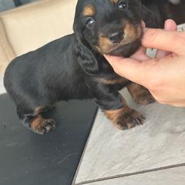 Toothless - Black and tan male Dachshund puppy in Charlotte County, Florida from Doxie Den