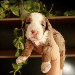 Hank - Chocolate merle male Bernedoodle puppy in Ammon, Idaho from Little Stone Bernedoodles