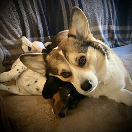 Dachshund and Pembroke Welsh Corgi All Grown Up from Kendaline Kennels
