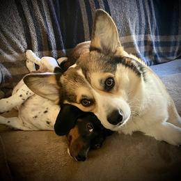 Dachshund and Pembroke Welsh Corgi All Grown Up from Kendaline Kennels