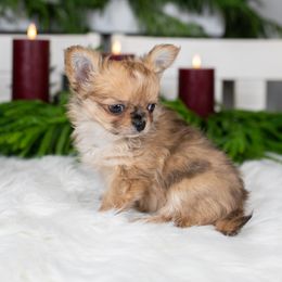 Hunter - Merle male Chihuahua puppy in Barnesville, Pennsylvania from Dachsy