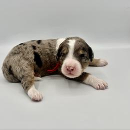 Isla - Blue merle female Bernedoodle puppy in Pulaski, Tennessee from Doodle My Heart