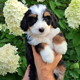 Blaze - Tri-color male Bernedoodle puppy in Russell Springs, Kentucky from 270 Doodles