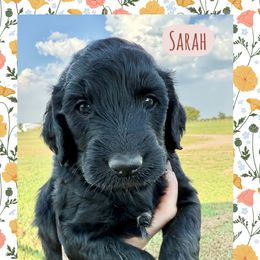 Sarah - Black female Goldendoodle puppy in Caddo Mills, Texas from Fire Wife Doodles
