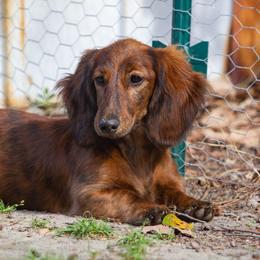 Dachshunds from Bluegrass Dachshunds