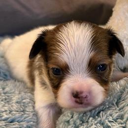 Paul - White and sable male Papillon puppy in Central Florida, Florida from Sunshine Papillons Central Florida