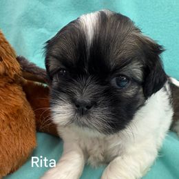 Rita - Tricolor Shih Tzu puppy in Marshfield, Missouri from Hillside Loop Kennel LLC