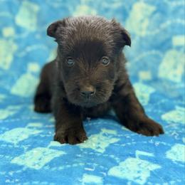 Black Male 4 - Black male Scottish Terrier puppy in Scurry, Texas from Starlight Scotties of Texas