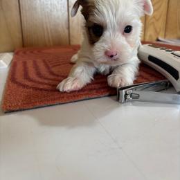 Boy 1 - Parti male Yorkshire Terrier puppy in Bear Creek, North Carolina from Yorkie Time