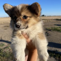 Pembroke Welsh Corgi Puppies from Alexander McGary