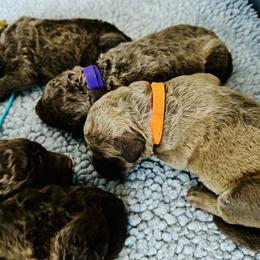 Orange collar - Dark deadgrass male Chesapeake Bay Retriever puppy in North Port, Florida from Whispering Oak Chesapeakes
